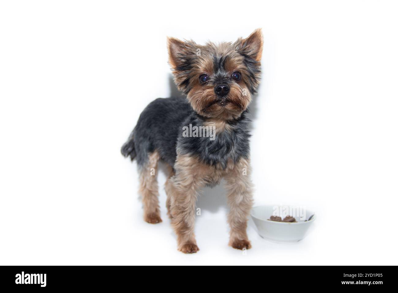Il cane Yorkshire Terrier su sfondo bianco. Piccolo cane isolato su uno sfondo bianco. Cane tagliato. Un animale domestico. Foto Stock