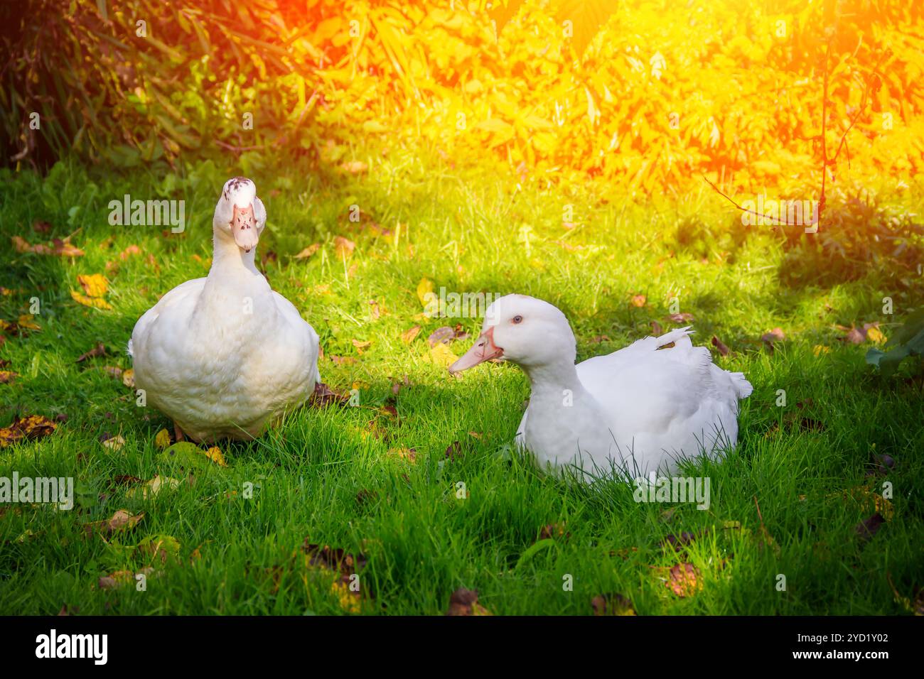 Le anatre domestiche bianche camminano sull'erba verde del giardino. Pollame Foto Stock