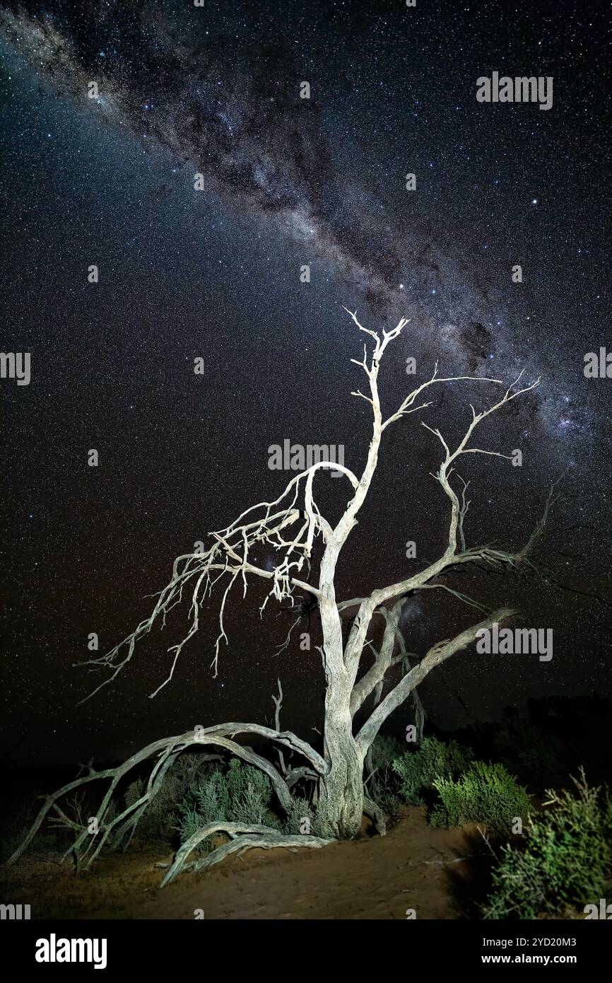 Cielo stellato notturno sopra un albero stordito morto nel deserto Foto Stock