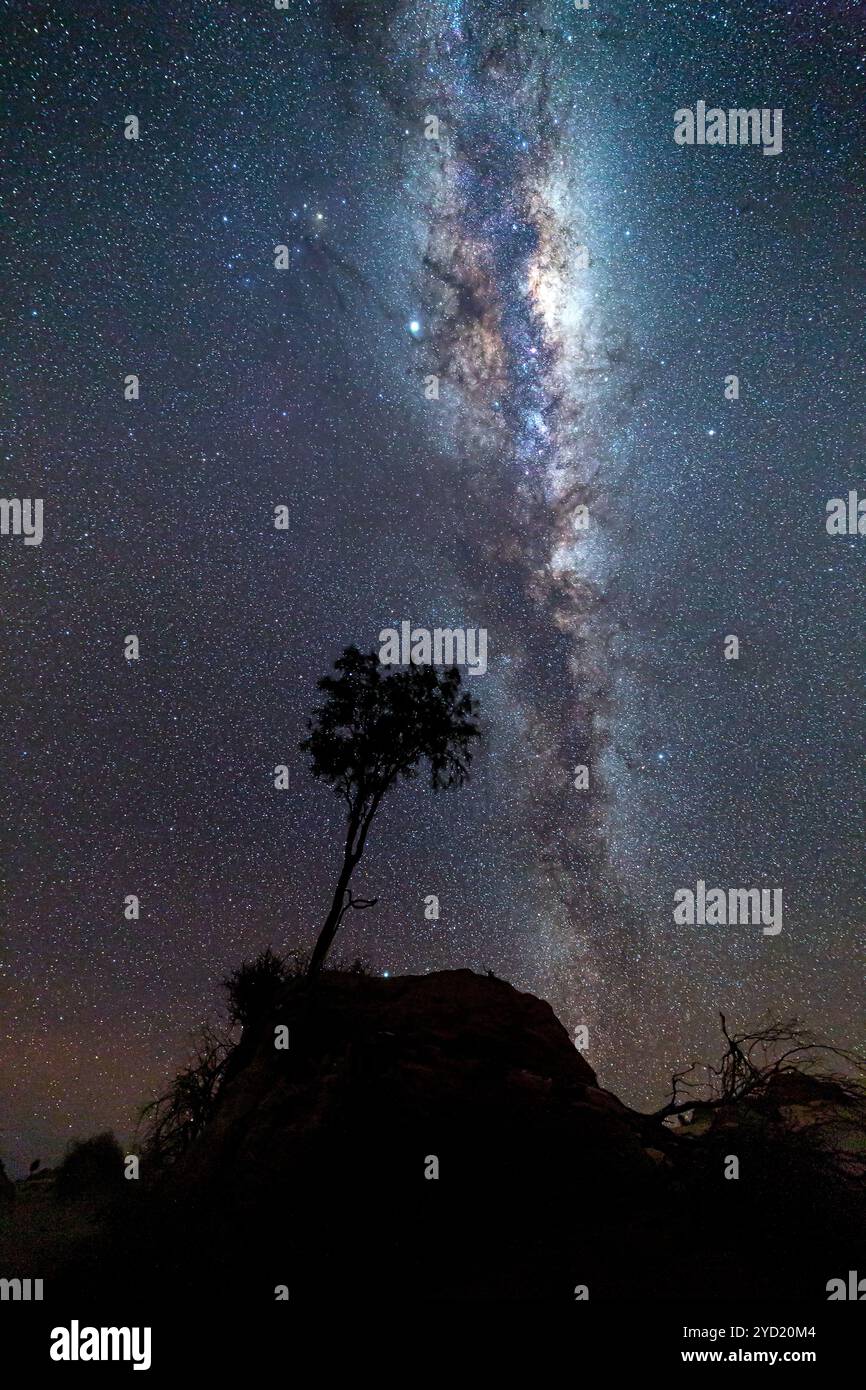 La silhouette di un albero solitario brilla nella fresca brezza notturna attraverso un paesaggio arido sotto un cielo di stelle dalla via lattea. ISO alto Foto Stock