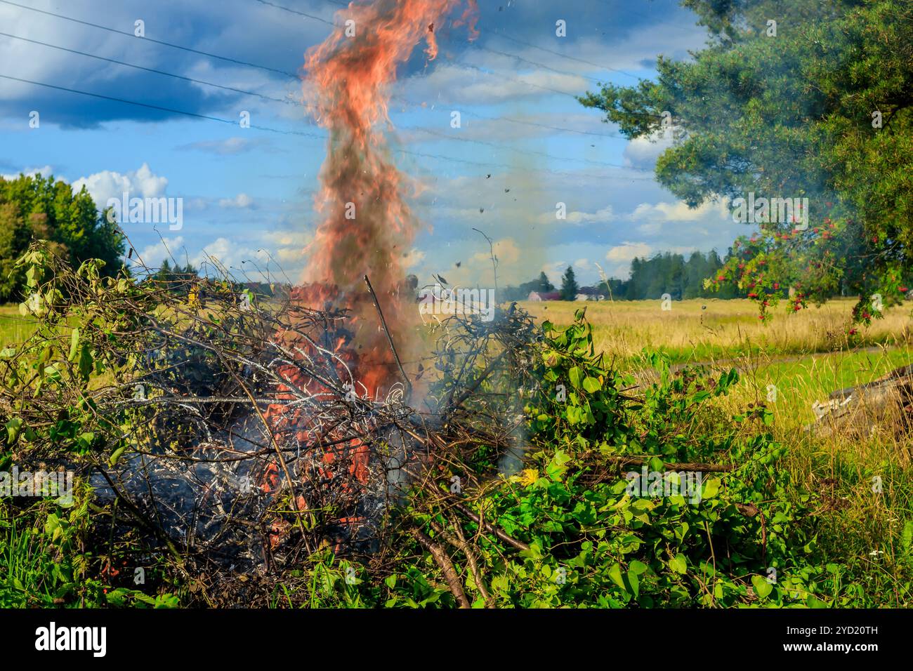 Bruciare cespugli malati. Grande incendio. Fumo dal fuoco. Fiamma. Alberi Foto Stock