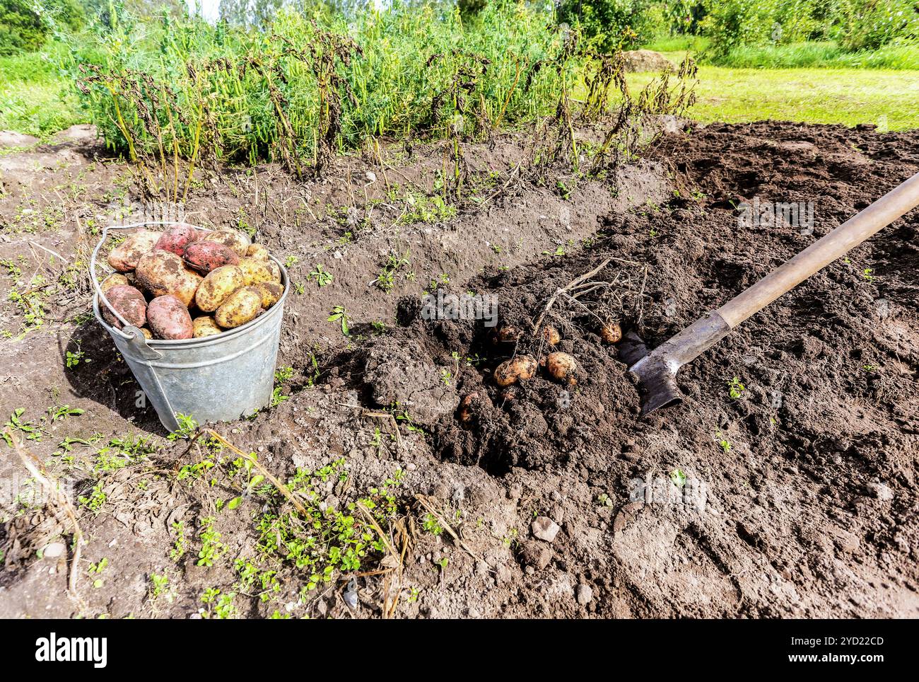 Patate biologiche raccolte in secchio di metallo Foto Stock