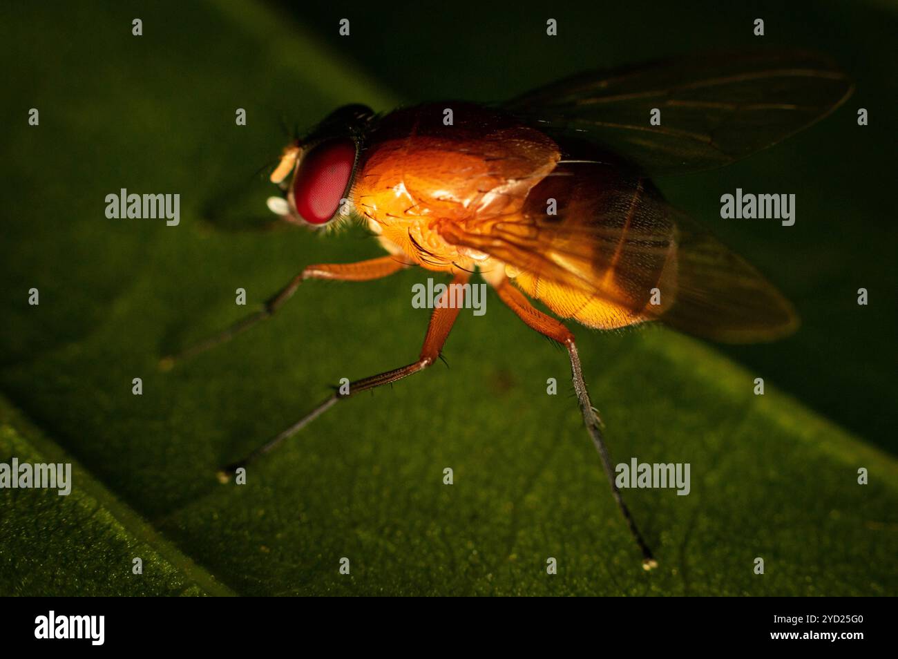 La bellissima Phaonia pallida, la mosca muscida o la mosca muscida arancia sotto macrofotografia poggiata su una foglia verde Foto Stock