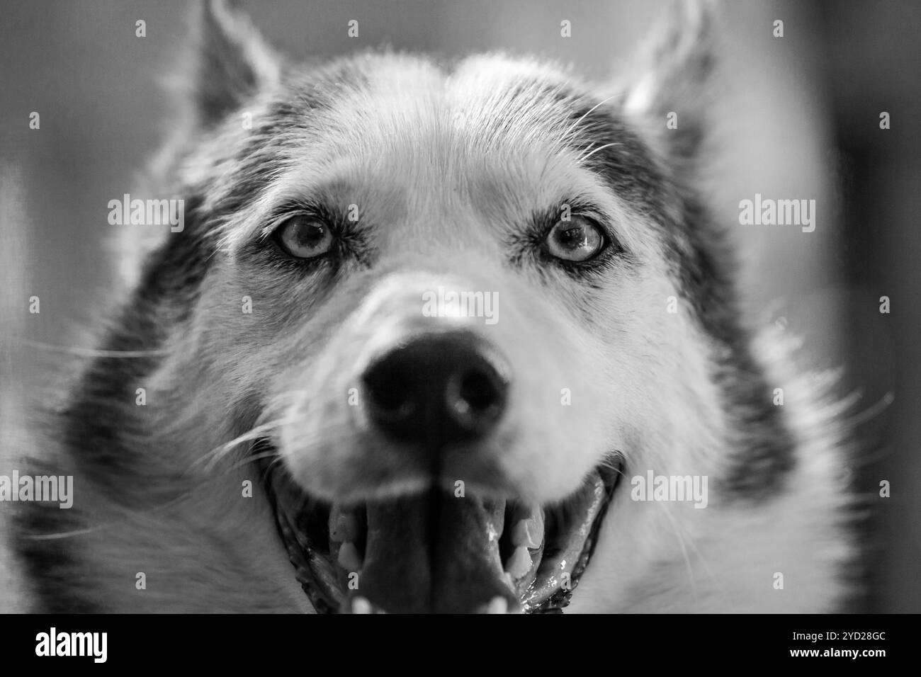 Il cane Alaskan Husky guarda direttamente la macchina fotografica mentre sorride così male Foto Stock