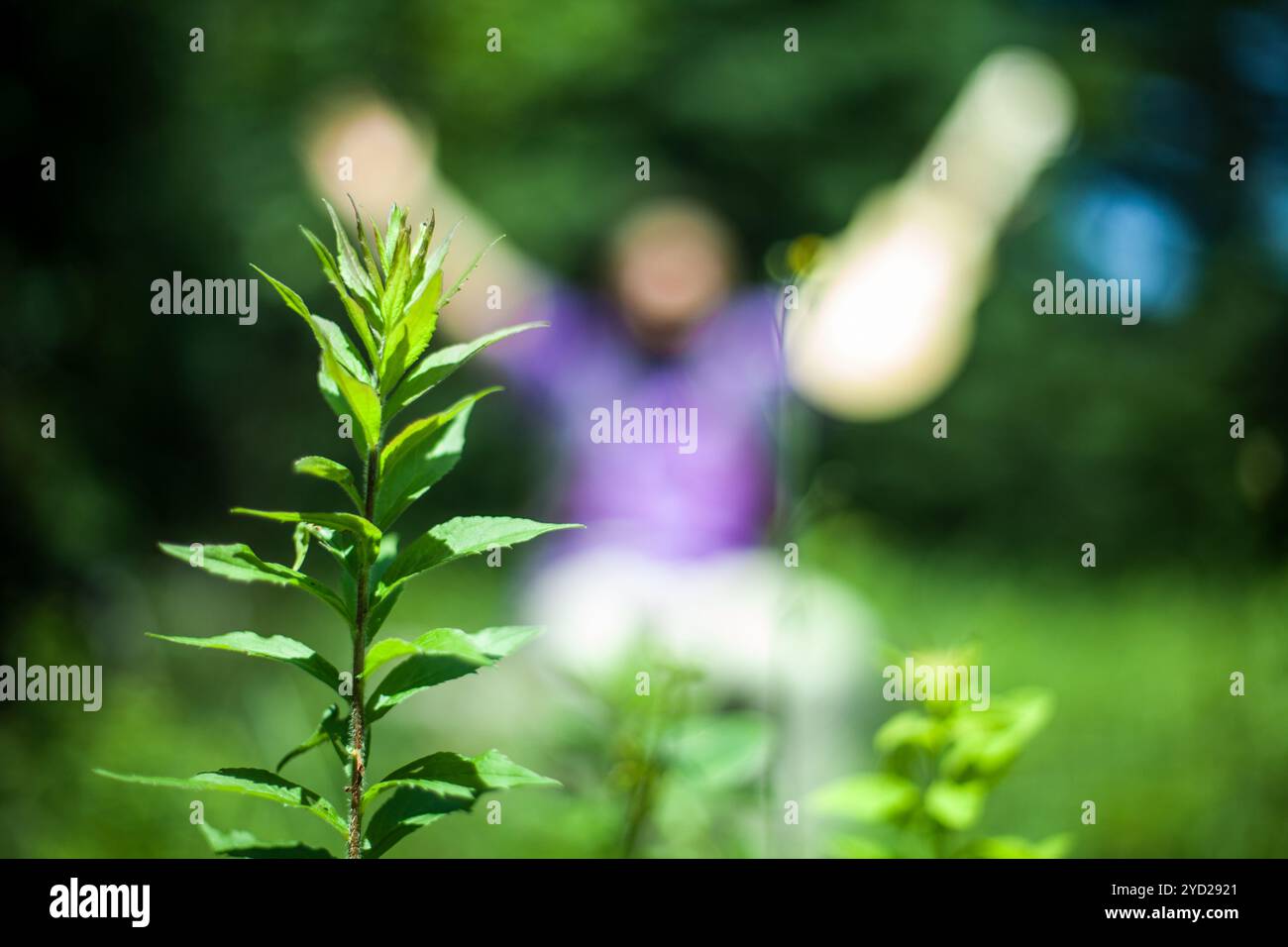 Uomo che alza la mano con la pianta Foto Stock