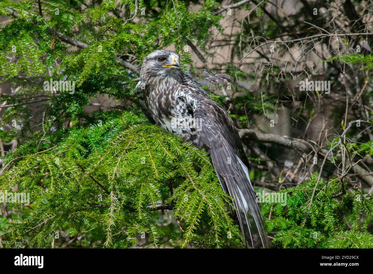 Un Hawk dalle zampe ruvide. Foto Stock