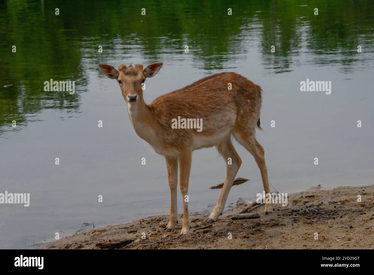 Un giovane capriolo maschio. Foto Stock