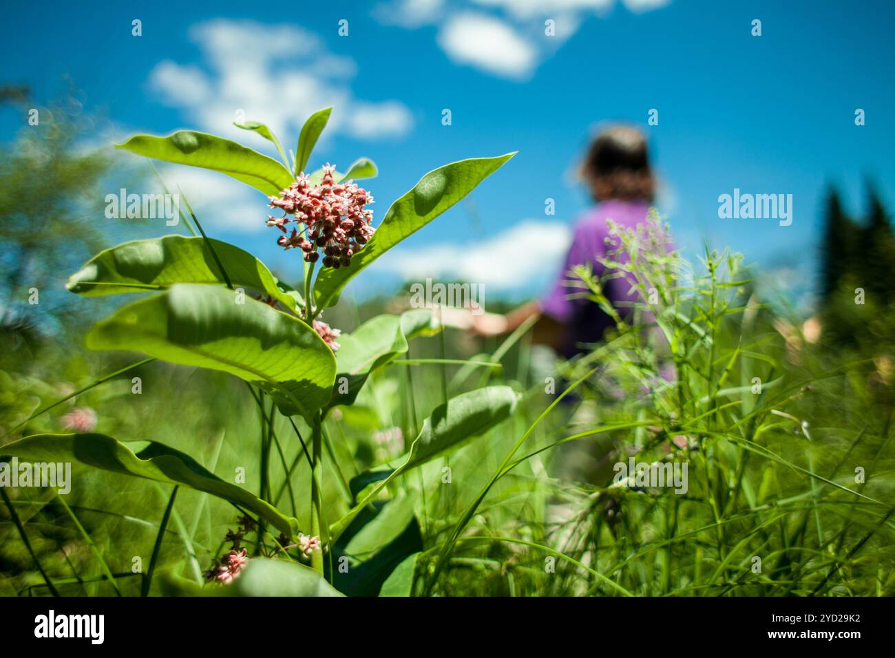 Fiore con un uomo sfocato sullo sfondo Foto Stock