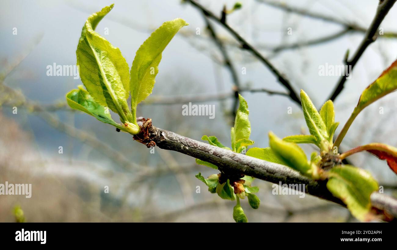 Foto della stagione primaverile. Foto Stock