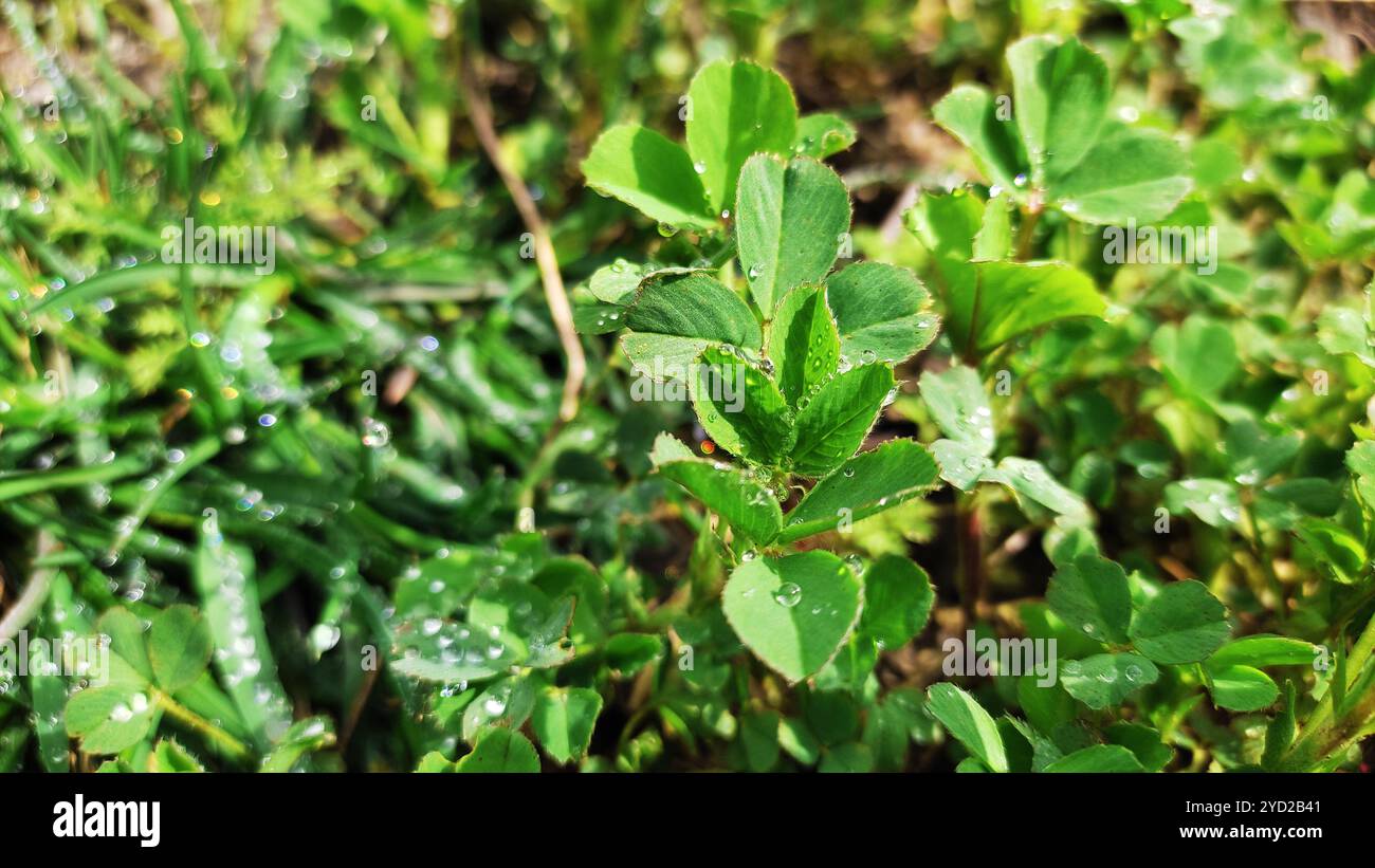 Concetto di natura. Foto Stock