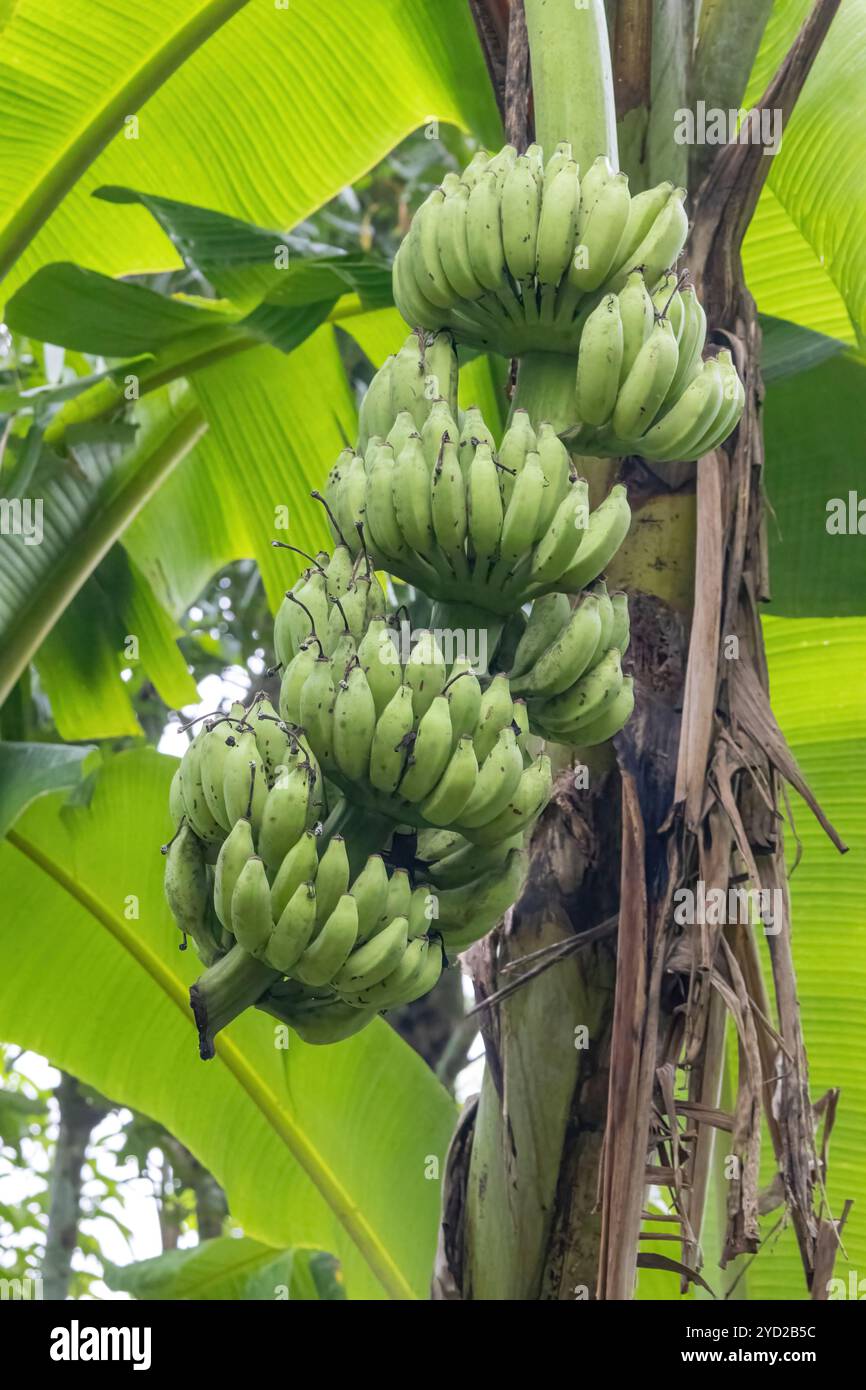 Un mucchio di banane fresche, verdi e non mature è appeso ad un albero di banane. È localmente conosciuto come Kacha Kola in Bangladesh. Foto Stock