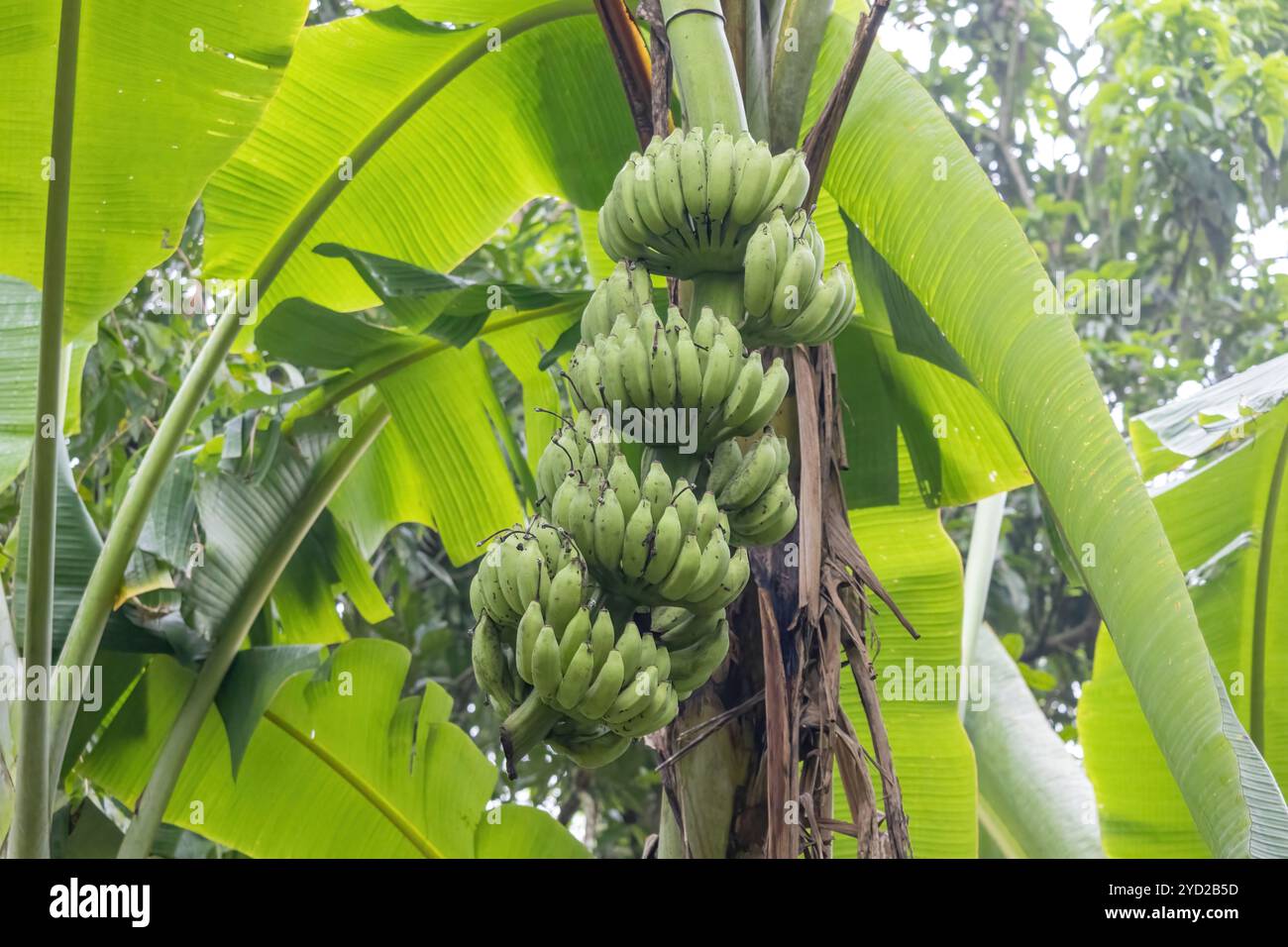 Un mucchio di banane verdi fresche non mature è appeso ad un albero di banane. È localmente conosciuto come Kacha Kola in Bangladesh. Foto Stock