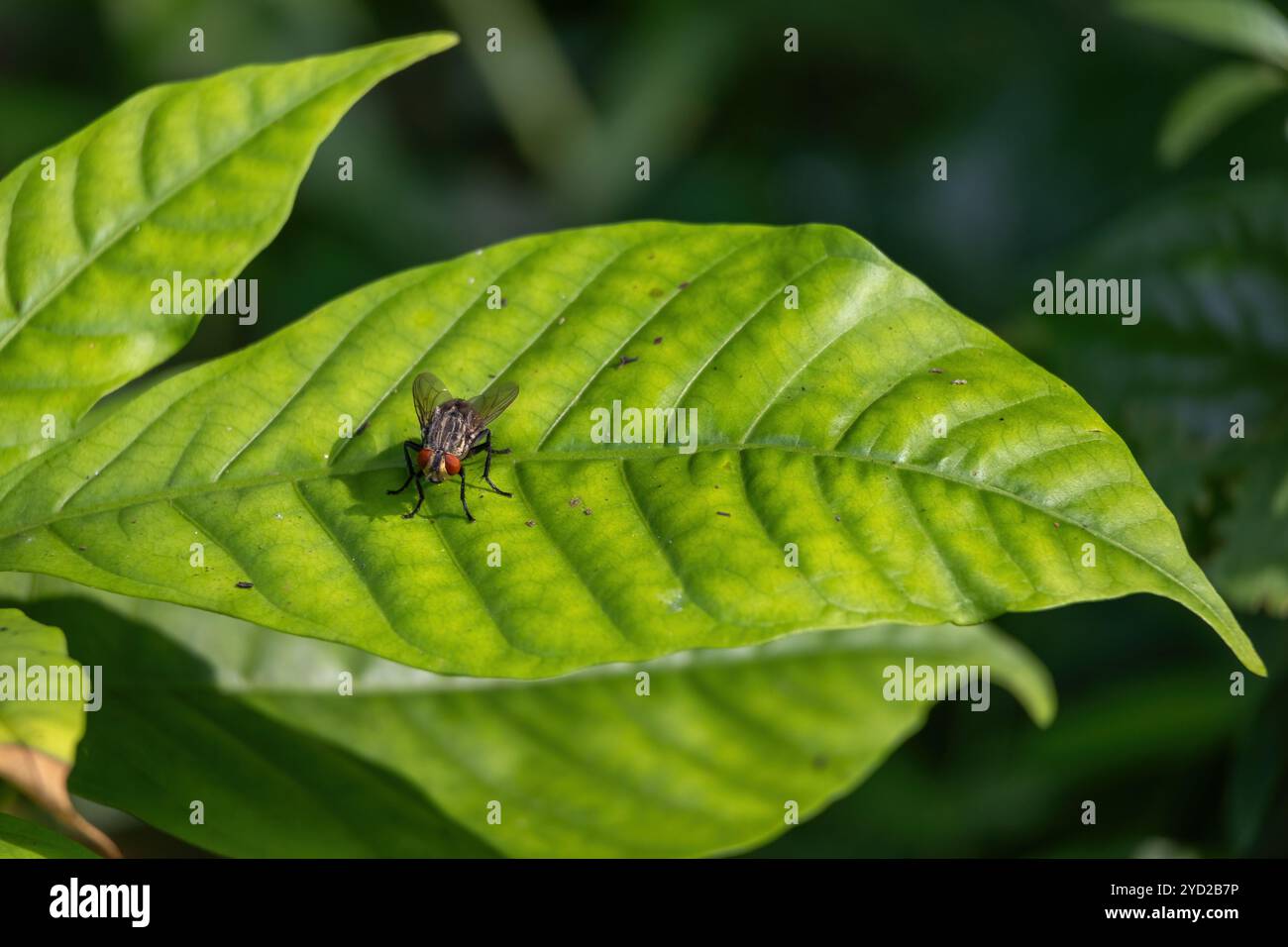 Una comune mosca polpa, catturata in uno scatto ravvicinato, che poggia su una foglia verde all'aperto. Uno sguardo sulla vita degli insetti Foto Stock