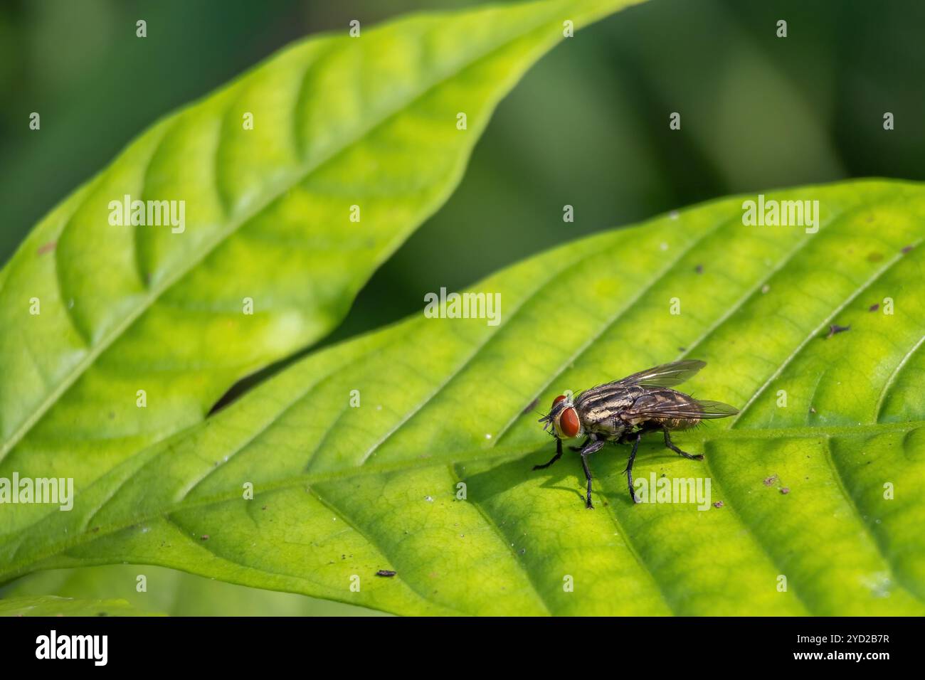 Vista ravvicinata di una mosca polpa, un insetto comune, su una foglia verde nel suo ambiente naturale. Foto Stock