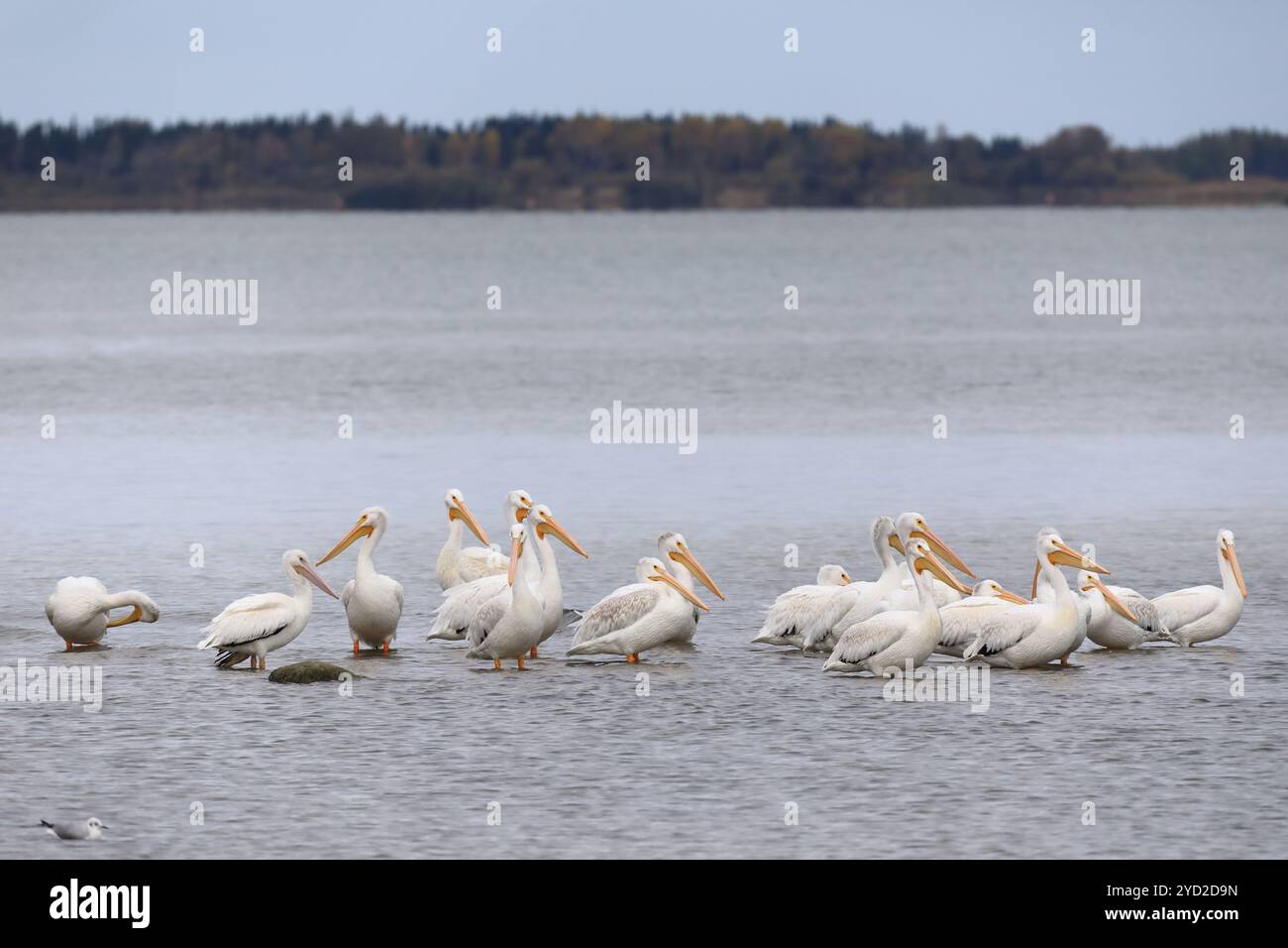 Pellicani bianchi Foto Stock