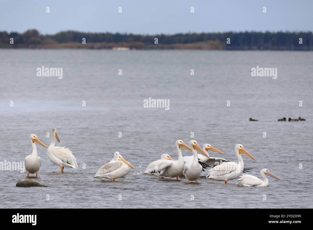Pellicani bianchi Foto Stock