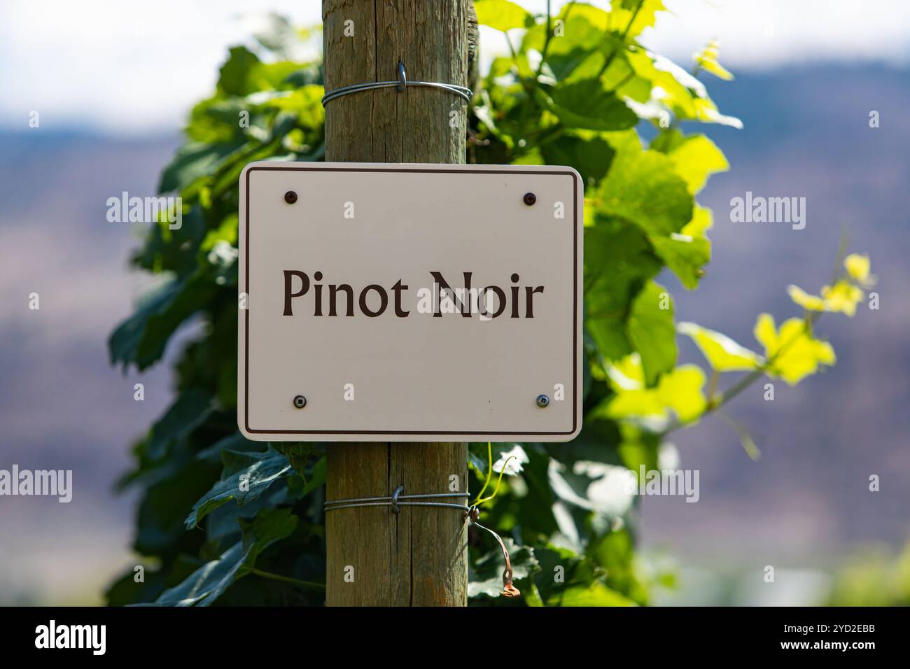 Il Pinot Gris varietà per uva da vino segno sul palo di legno messa a fuoco selettiva, vigneto varietà segni, Okanagan Valley Wine regione British Columbia, Canada Foto Stock