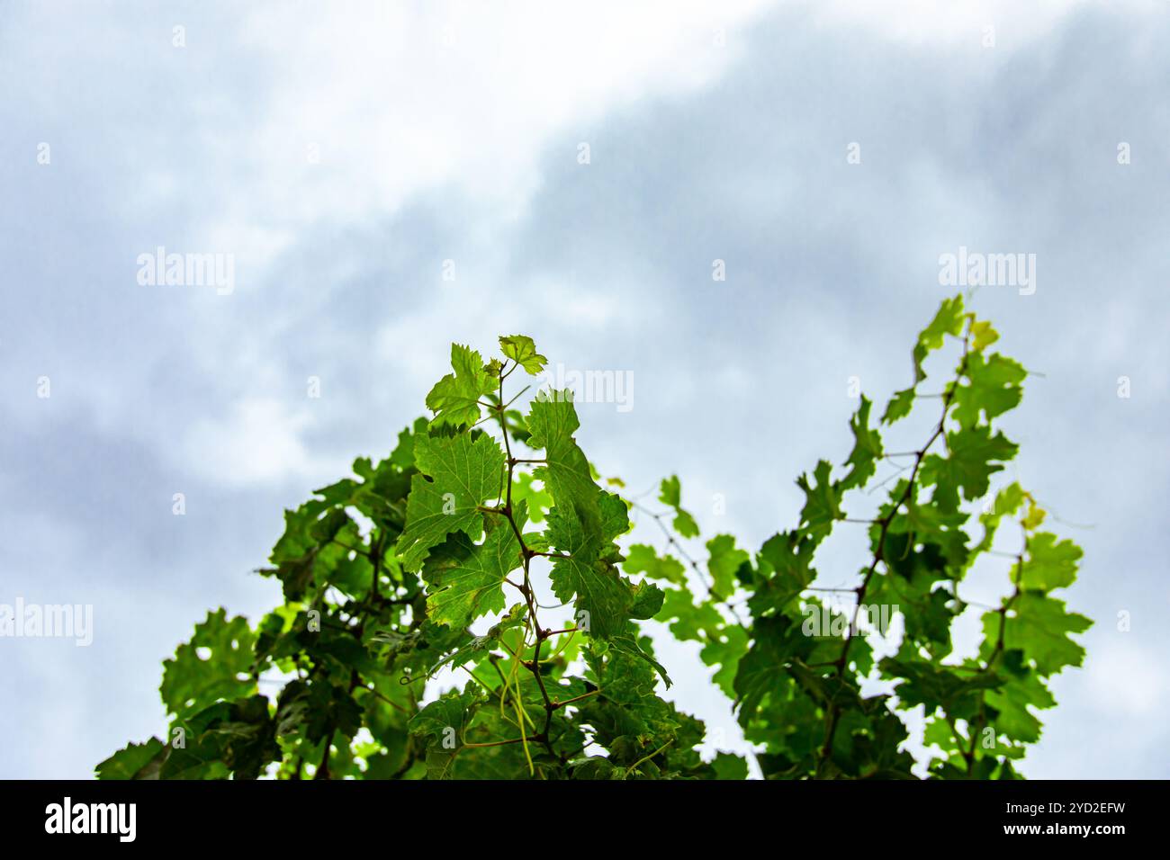Foglie di rami di uva verde fresca Foto Stock
