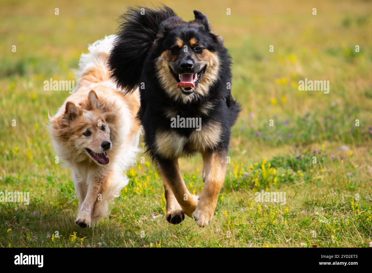 Due cani che giocano sul prato e sull'acqua Foto Stock