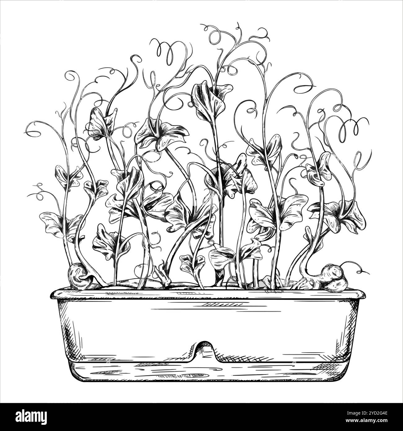 Illustrazione vettoriale dei germogli di soia verde giovane dai semi di pisello. Una pianta in vaso disegnata graficamente con inchiostro nero. Microverdi organici per guarire Illustrazione Vettoriale