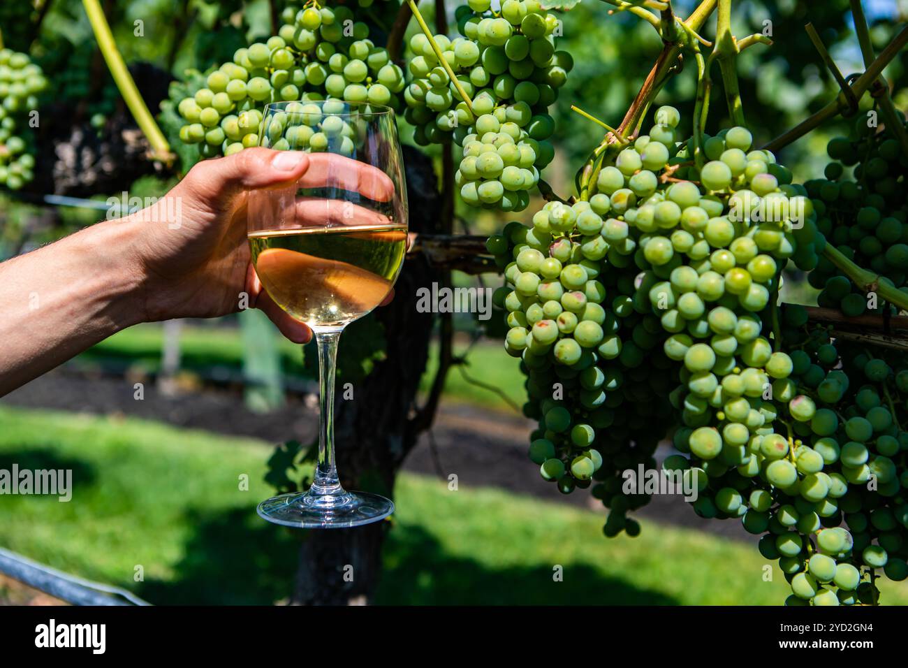 Un bicchiere di vino bianco contro la vite Foto Stock