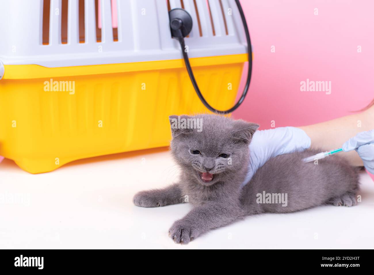 Gatto alla reception di un veterinario. Gatto al tavolo veterinario. Medicina veterinaria trattamento degli animali. PET salute un articolo Foto Stock