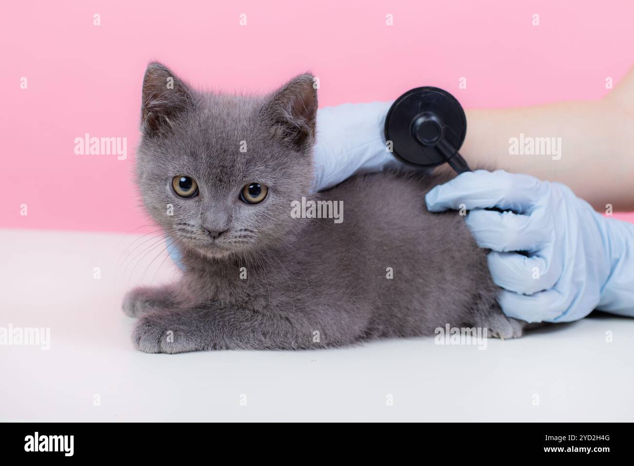 Gatto alla reception di un veterinario. Gatto al tavolo veterinario. Medicina veterinaria trattamento degli animali. PET salute un articolo Foto Stock