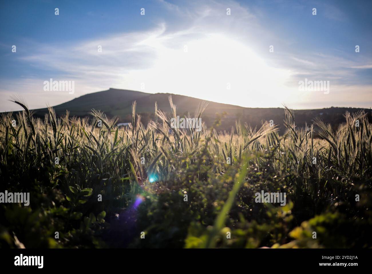 Tunisi, Tunisia. 20 marzo 2024. Raccolto di grano in un campo ad Ain Berda, alla periferia di Biserta, Tunisia. Il frumento duro e l'orzo sono una componente fondamentale dell'agricoltura tunisina e importanti prodotti di base in Tunisia, dove sono stati consumati per secoli. Eppure, circa due terzi di loro provengono da oltreoceano con la guerra Ucraina che ha sconvolto il mercato globale dei cereali, portando a importazioni di cereali più costose e inconsistenti Foto Stock