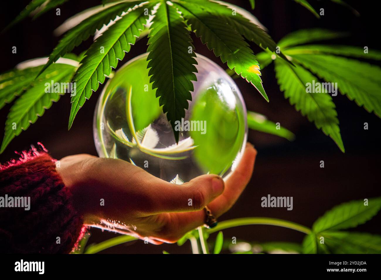 Tiro in studio con la palla di cristallo con foglie di cannabis Foto Stock