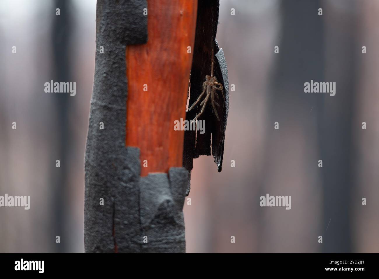 Il ragno peloso sotto il taglio della corteccia bruciata dopo l'incendio del Bush Foto Stock