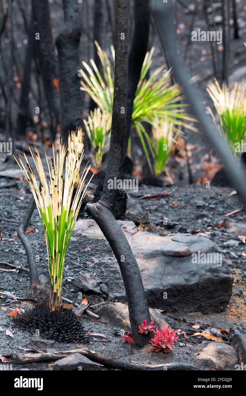 Piante e alberi ignifughi che si rigenerano dopo l'incendio del Bush Foto Stock