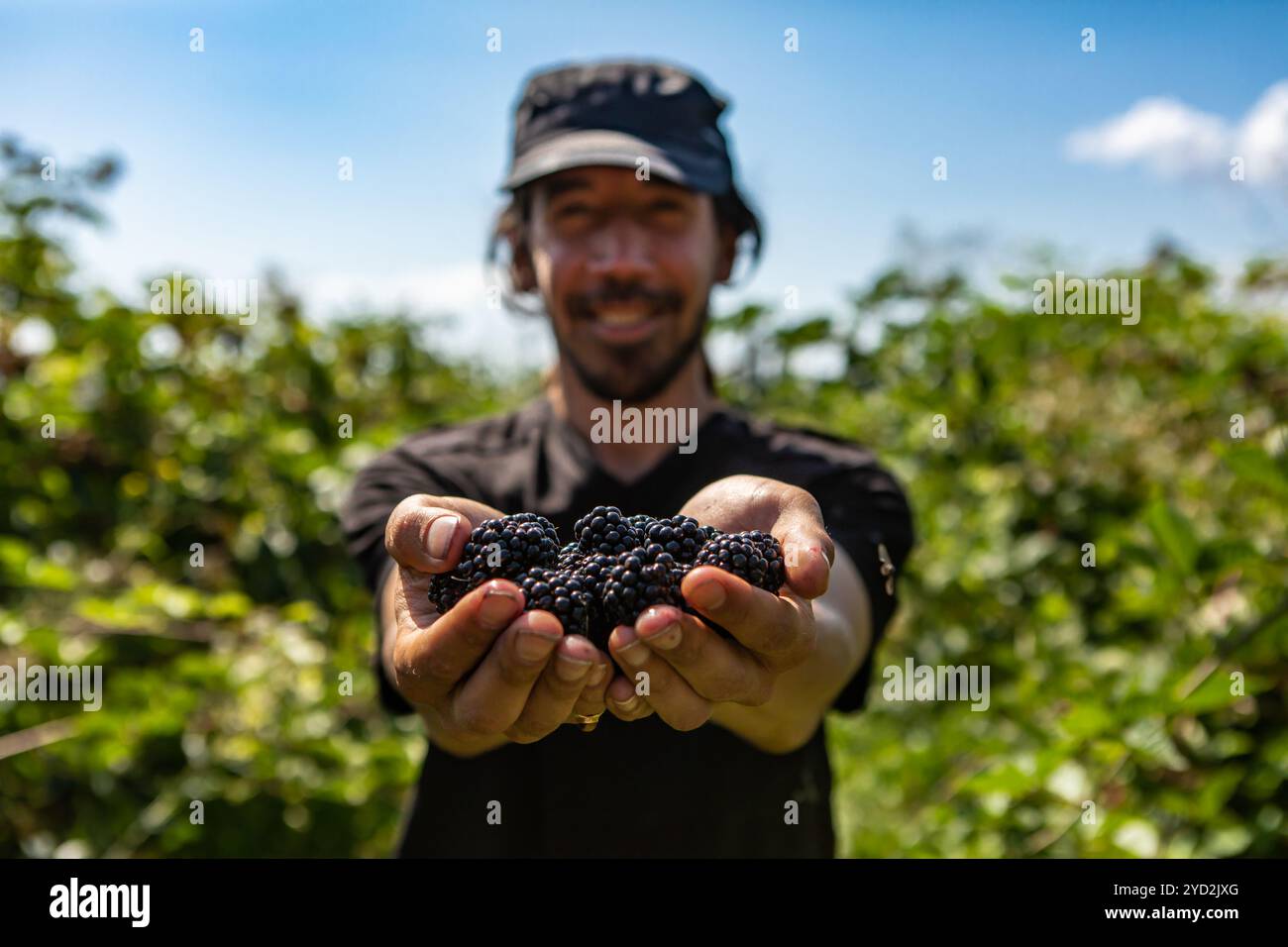 L'uomo felice contiene frutti di more mature Foto Stock
