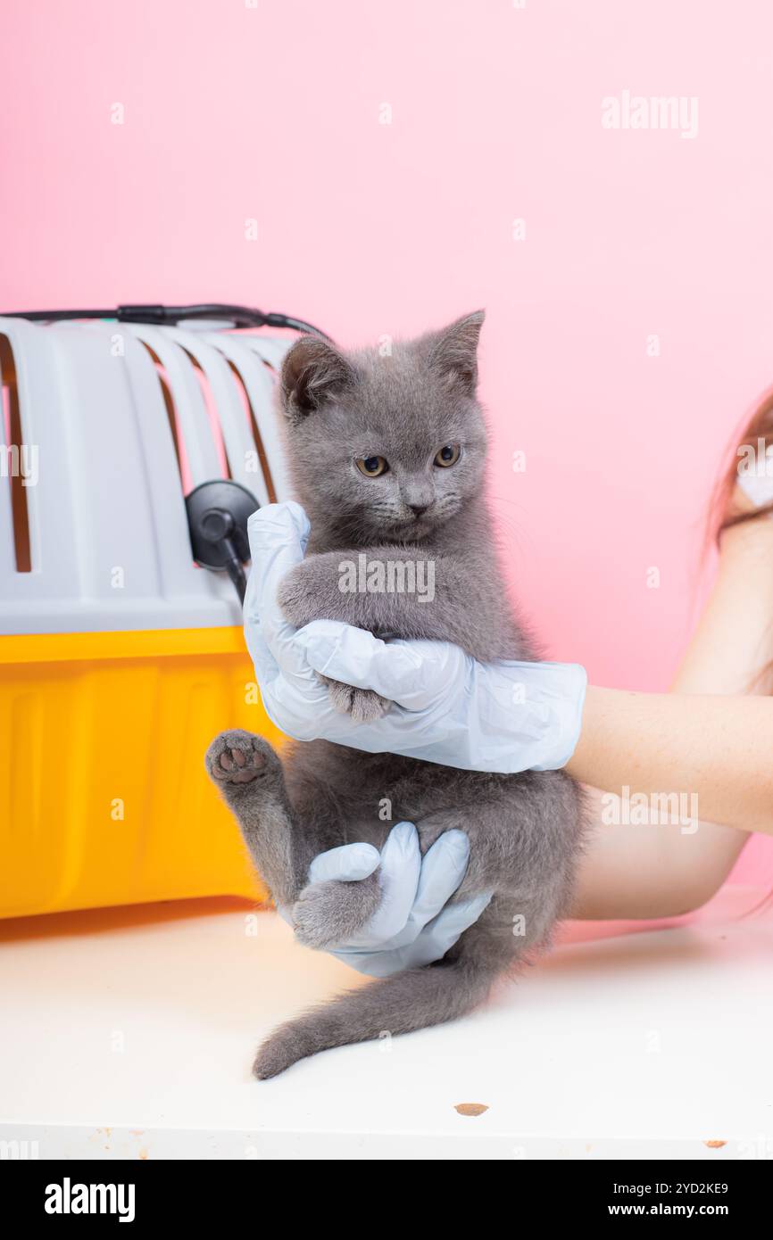 Gatto alla reception di un veterinario. Gatto al tavolo veterinario. Medicina veterinaria trattamento degli animali. PET salute un articolo Foto Stock