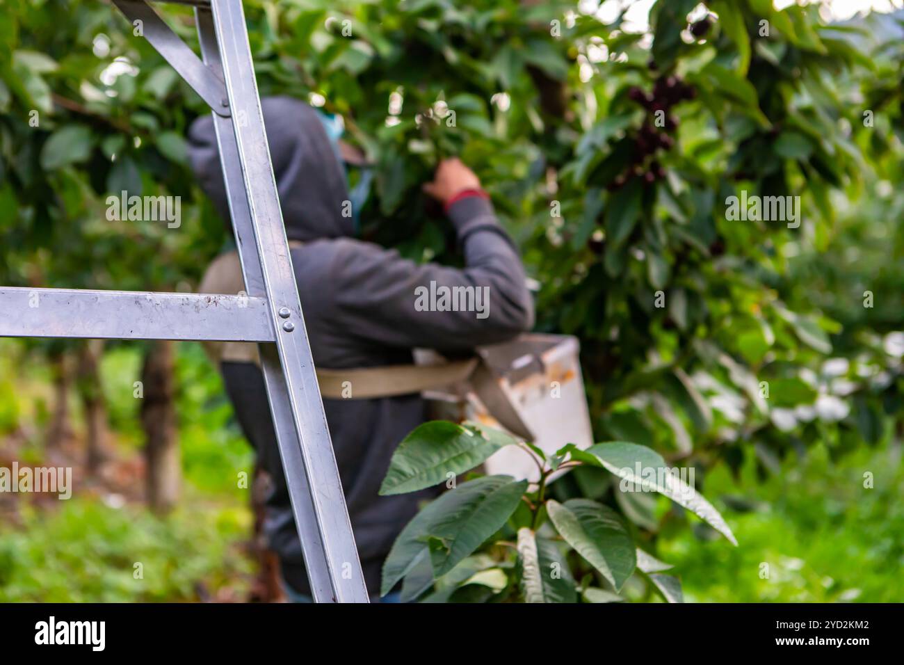 Il lavoratore agricolo stagionale preleva le ciliegie Foto Stock