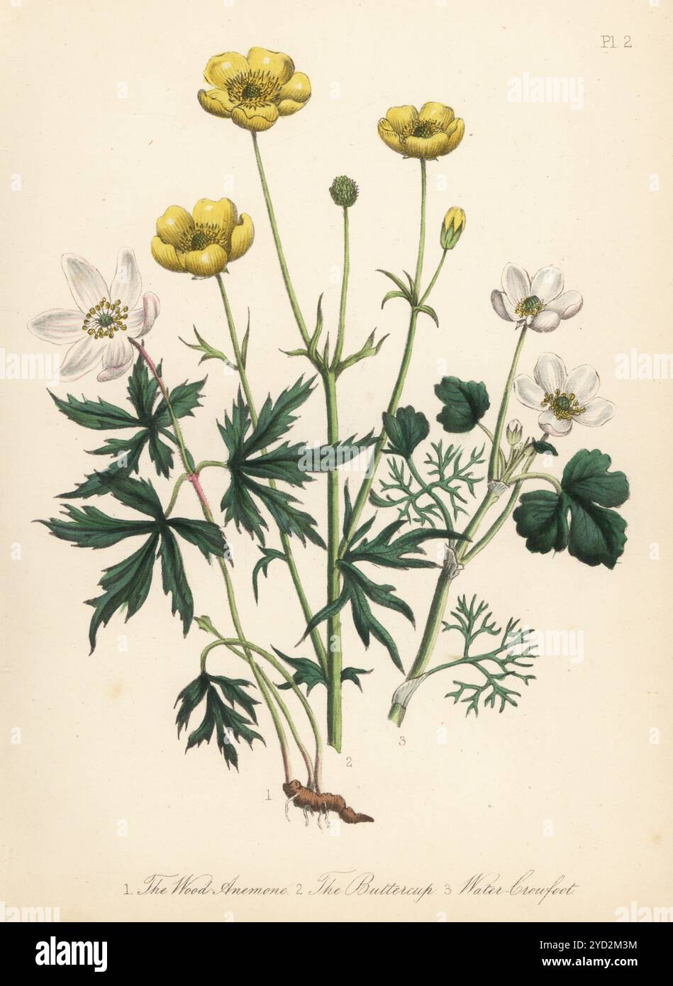 Anemone di legno, anemone nemorosa, buttercup, Ranunculus bulbosus e piede di porco d’acqua, Ranunculus hederaceus. Litografia colorata a mano di Henry Noel Humphreys dopo un'illustrazione botanica di Jane Loudon dal suo libro British Wild Flowers, William Smith, Londra, 1846. Foto Stock