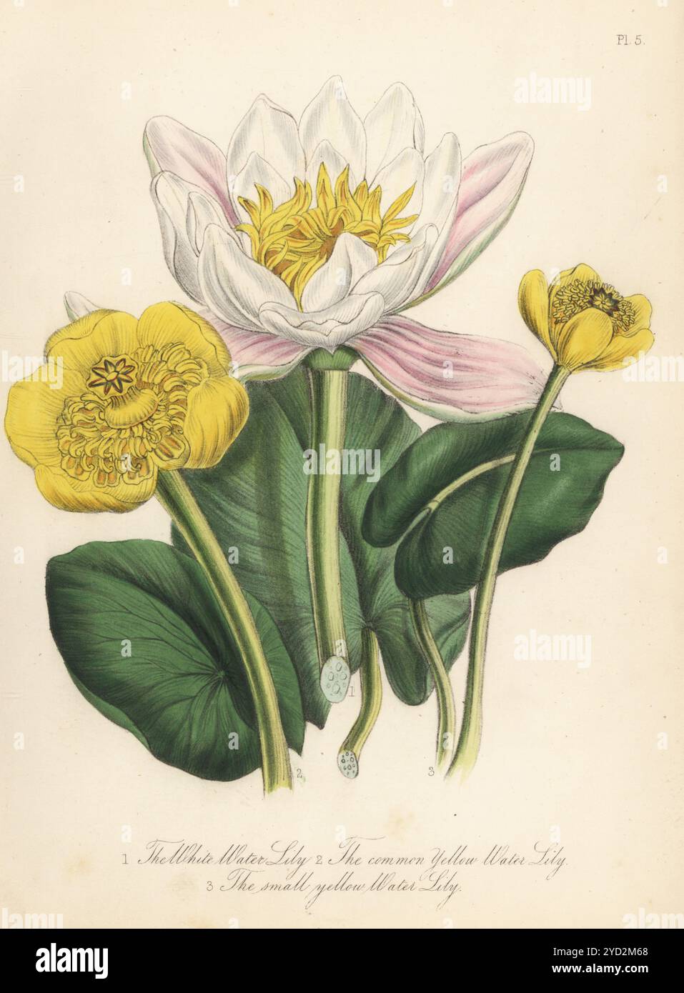 Giglio d'acqua bianca, ninfeo alba, giglio d'acqua giallo, nuphar lutea e giglio d'acqua giallo piccolo, nuphar pumila. Litografia colorata a mano di Henry Noel Humphreys dopo un'illustrazione botanica di Jane Loudon dal suo libro British Wild Flowers, William Smith, Londra, 1846. Foto Stock