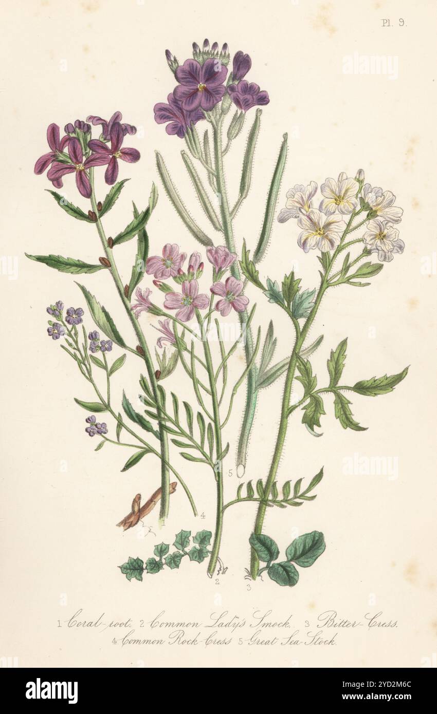 Radice di corallo, Cardamine bulbifera, fumetto comune da donna, Cardamine pratensis, crescione amaro, Cardamine amara, cresta rocciosa comune, Arabidopsis lyrata subsp. Petraea e grande stock marino, Matthiola sinuata. Litografia colorata a mano di Henry Noel Humphreys dopo un'illustrazione botanica di Jane Loudon dal suo libro British Wild Flowers, William Smith, Londra, 1846. Foto Stock