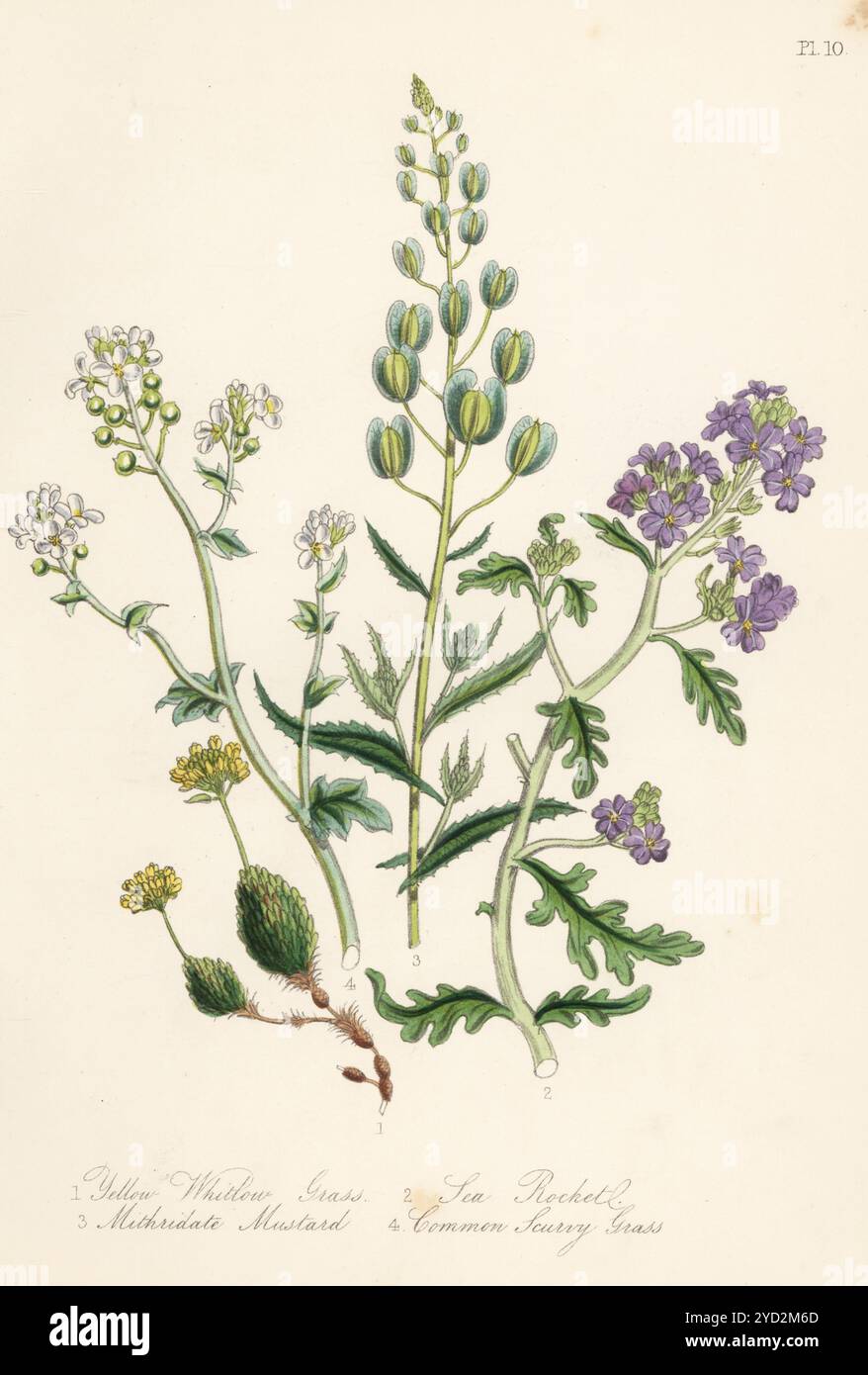 Erba bianca gialla, Draba verna, razzo marino, maritima Cakile, senape mithridata, Thlaspi arvense e l'erba scorbuto comune, Cochlearia officinalis. Litografia colorata a mano di Henry Noel Humphreys dopo un'illustrazione botanica di Jane Loudon dal suo libro British Wild Flowers, William Smith, Londra, 1846. Foto Stock