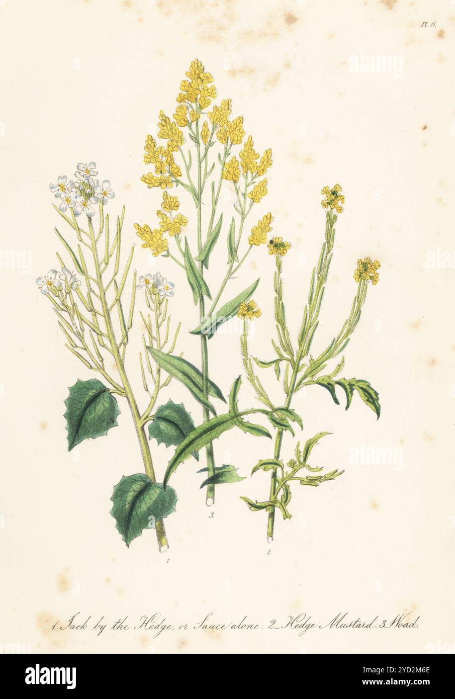 Jack dalla siepe o dalla salsa da solo, Alliaria petiolata, senape di siepe, Sisymbrium officinale e palla di dyer, Isatis tinctoria. Litografia colorata a mano di Henry Noel Humphreys dopo un'illustrazione botanica di Jane Loudon dal suo libro British Wild Flowers, William Smith, Londra, 1846. Foto Stock