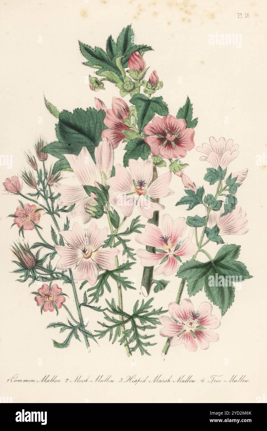 Malva comune, malva sylvestris, malva muschiata, malva moschata, malva paludosa ispide, Malva setigera e Malva arborea. Litografia colorata a mano di Henry Noel Humphreys dopo un'illustrazione botanica di Jane Loudon dal suo libro British Wild Flowers, William Smith, Londra, 1846. Foto Stock