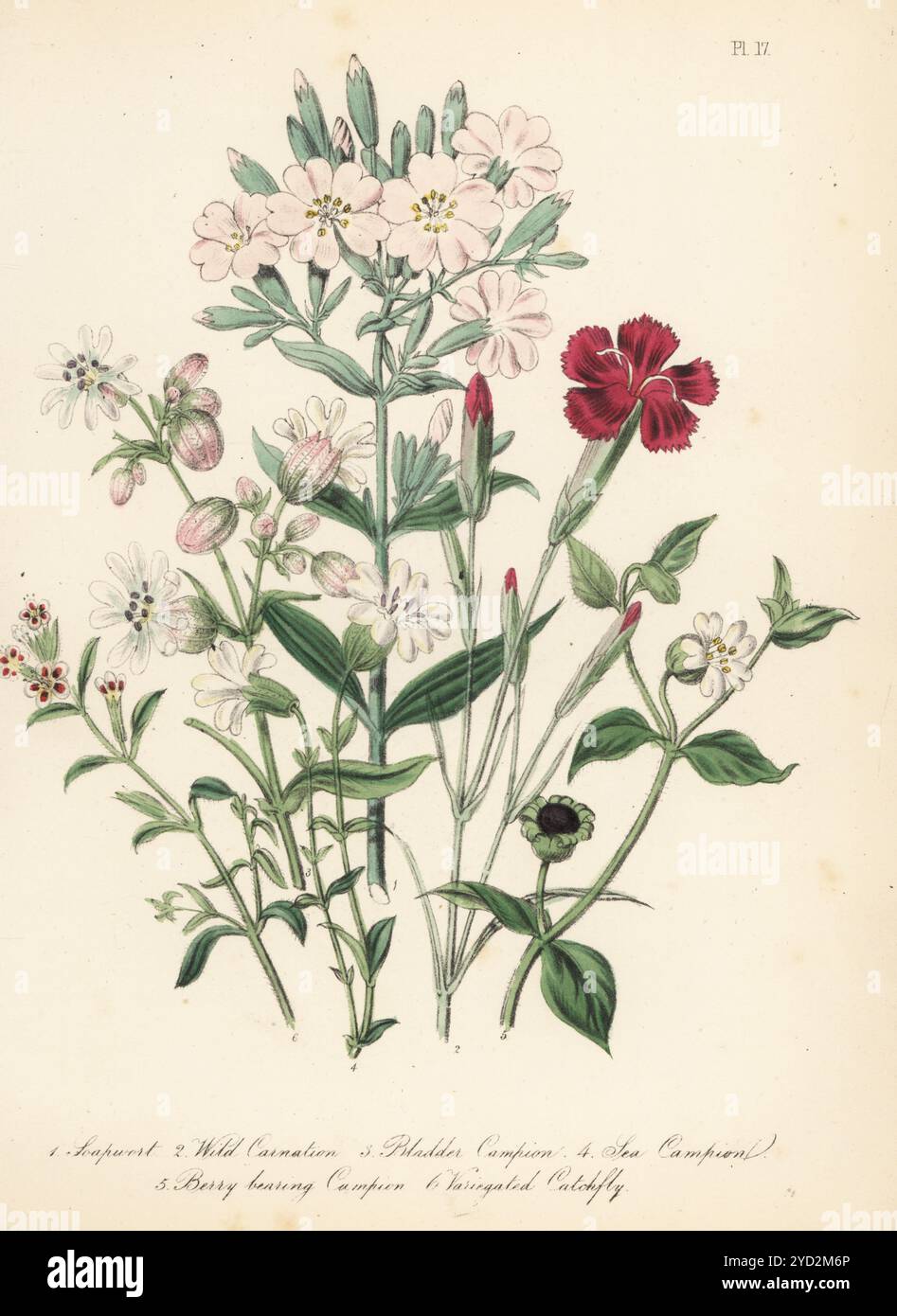Soapwort, Saponaria officinalis, garofano selvatico, Dianthus caryophyllus, vescica campion, Silene vulgaris, campion marino, Silene uniflora, campion fruttifero, Cucucubalus baccifera, e catchfly variegata, Silene gallica. Litografia colorata a mano di Henry Noel Humphreys dopo un'illustrazione botanica di Jane Loudon dal suo libro British Wild Flowers, William Smith, Londra, 1846. Foto Stock