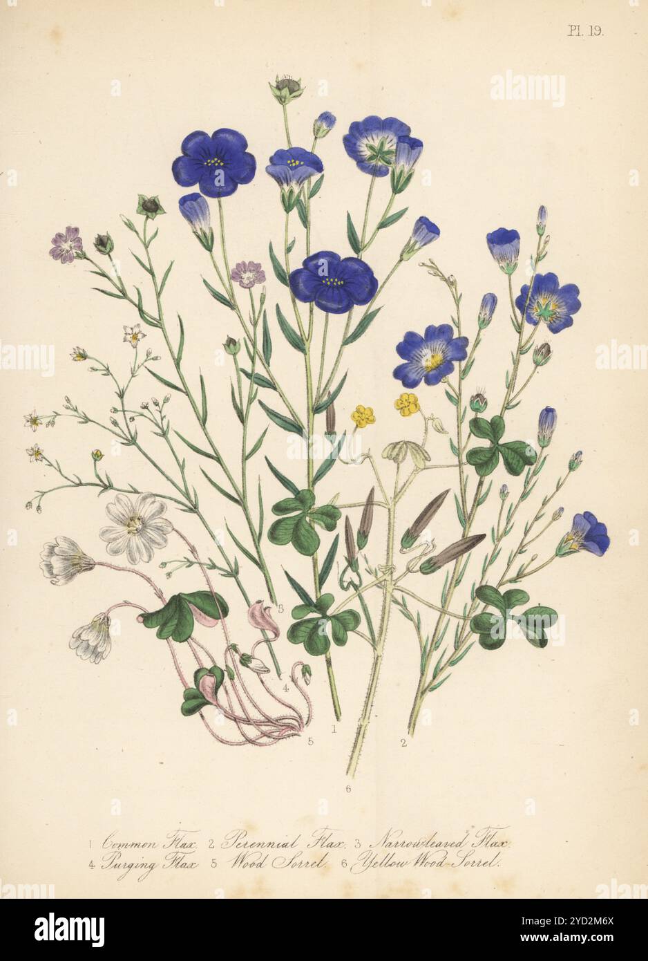 Lino comune, Linum usitatissimum, lino blu perenne, Linum perenne, lino narrowleaf, Linum bienne, purging flax, Linum catharticum, sorrel per legno, Oxalis acetosella, e un sorrel di legno giallo, Oxalis corniculata. Litografia colorata a mano di Henry Noel Humphreys dopo un'illustrazione botanica di Jane Loudon dal suo libro British Wild Flowers, William Smith, Londra, 1846. Foto Stock