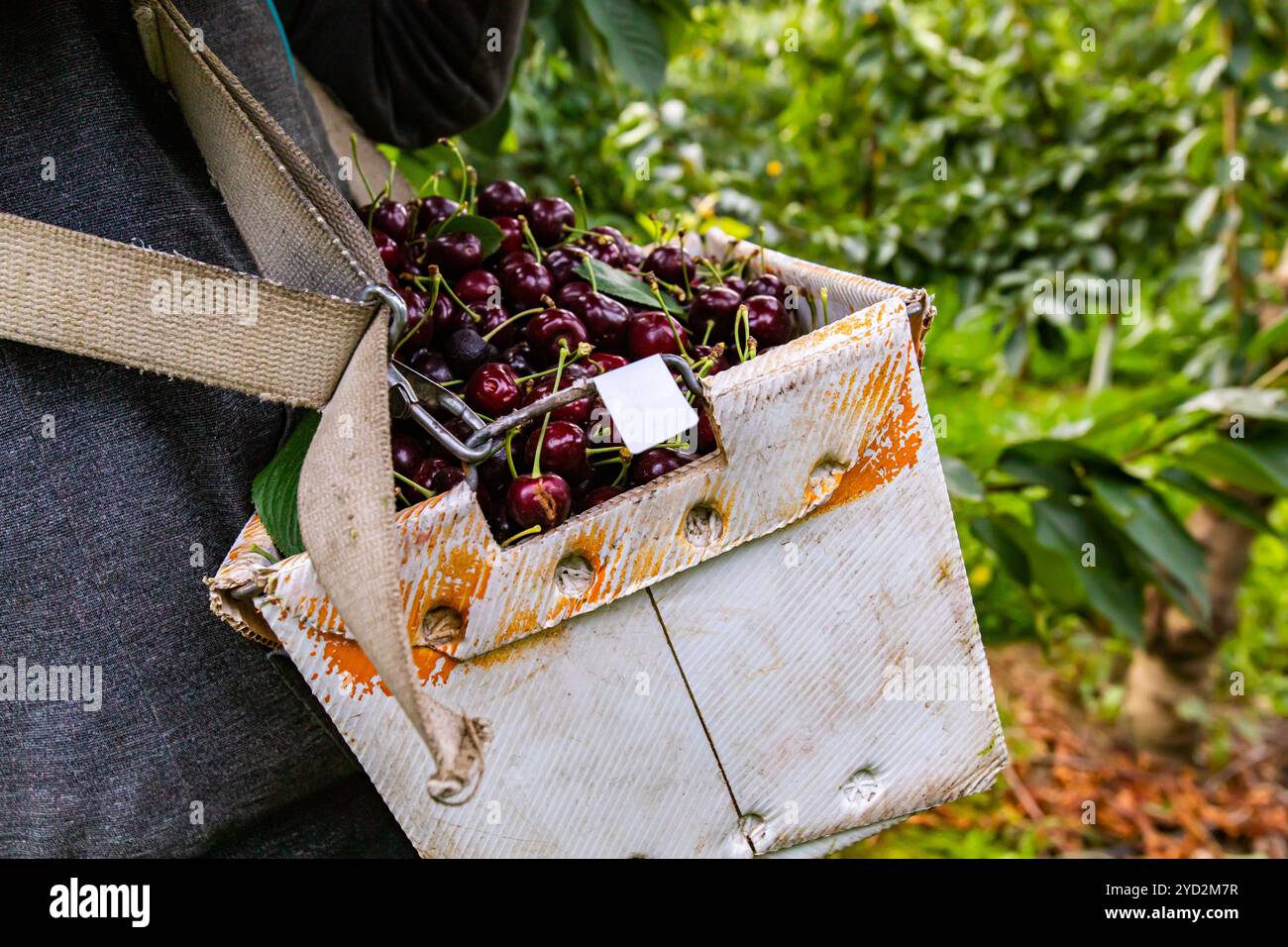 Il lavoratore agricolo stagionale preleva le ciliegie Foto Stock