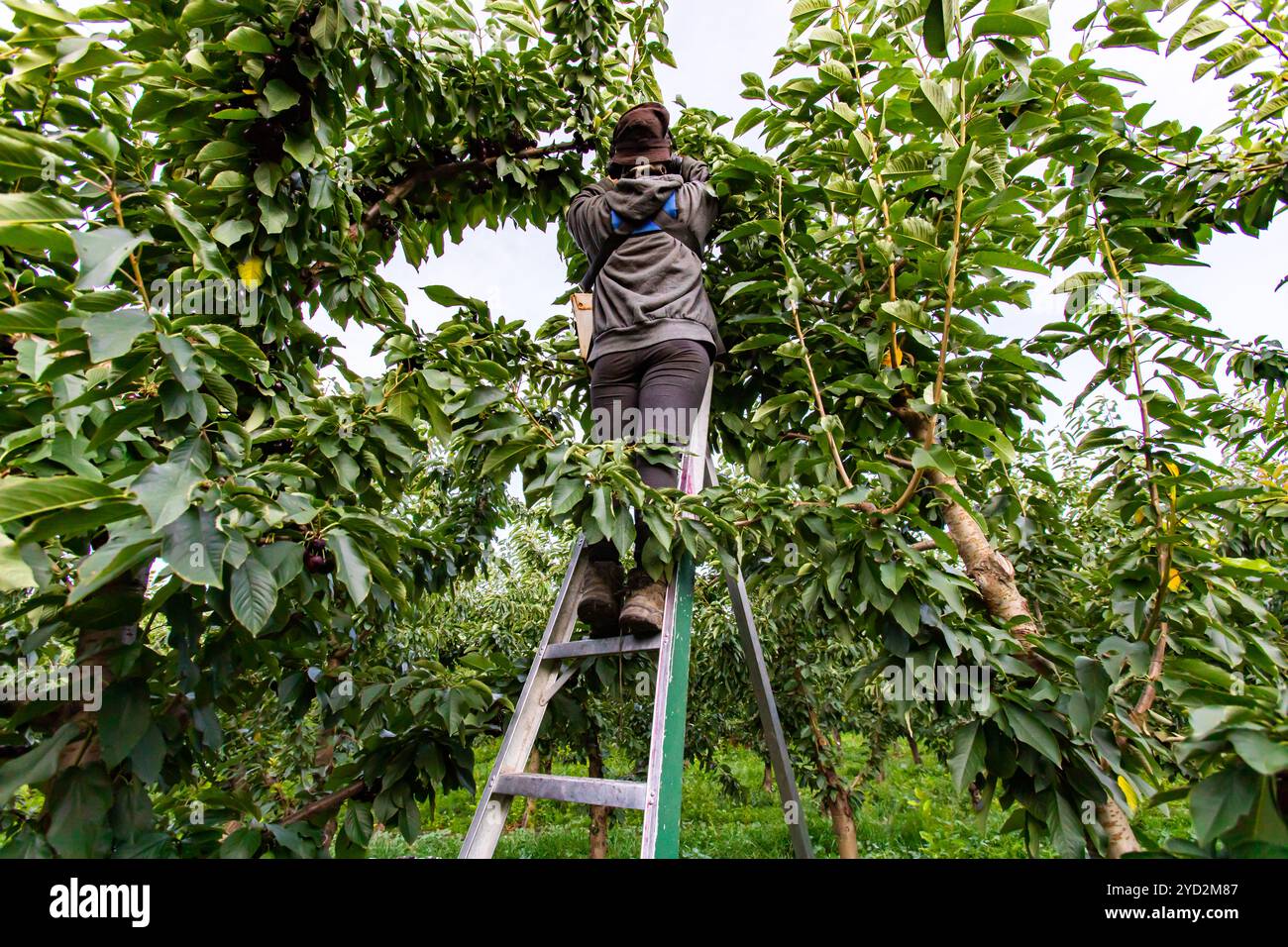 Il lavoratore agricolo stagionale preleva le ciliegie Foto Stock