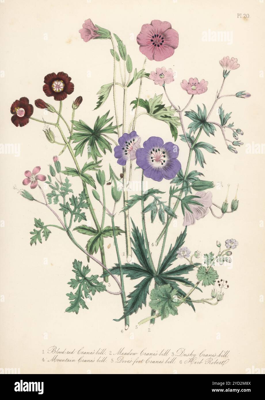 Gru rosso sangue, Geranium sanguineum, gru per prati, Grielum grandiflorum, gru dusky, Geranium phaeum, mountain Cranesbill, Geranium pyrenaicum, colombe- foot Cranesbill, Geranium molle, e Herb Robert, Geranium robertianum. Litografia colorata a mano di Henry Noel Humphreys dopo un'illustrazione botanica di Jane Loudon dal suo libro British Wild Flowers, William Smith, Londra, 1846. Foto Stock