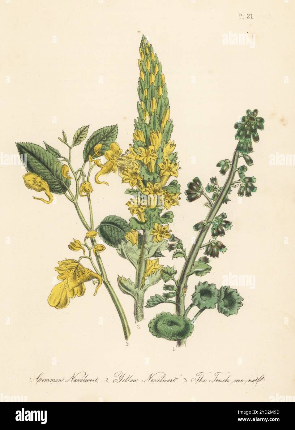 Erba di navelwort comune, umbilicus rupestris, verme di navelwort giallo, umbilicus luteus e common touch-me-not, Impatiens noli-tangere. Litografia colorata a mano di Henry Noel Humphreys dopo un'illustrazione botanica di Jane Loudon dal suo libro British Wild Flowers, William Smith, Londra, 1846. Foto Stock