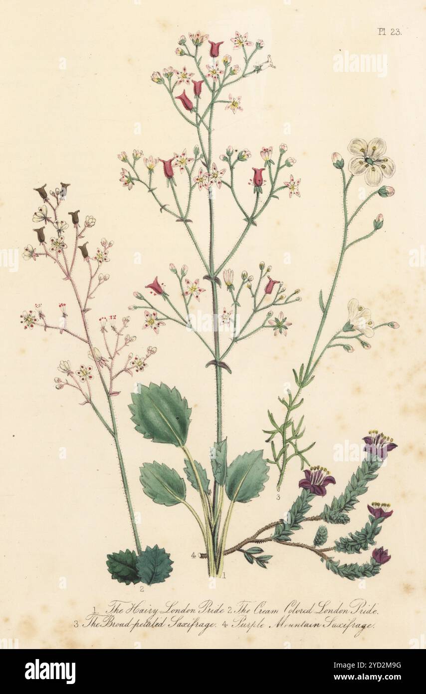 Hairy London Pride, Saxifraga hirsuta, London Pride color crema, Saxifraga umbrosa, saxifrage con petali larghi, Saxifraga hypnoides e saxifrage di montagna viola, Saxifraga oppositifolia. Litografia colorata a mano di Henry Noel Humphreys dopo un'illustrazione botanica di Jane Loudon dal suo libro British Wild Flowers, William Smith, Londra, 1846. Foto Stock