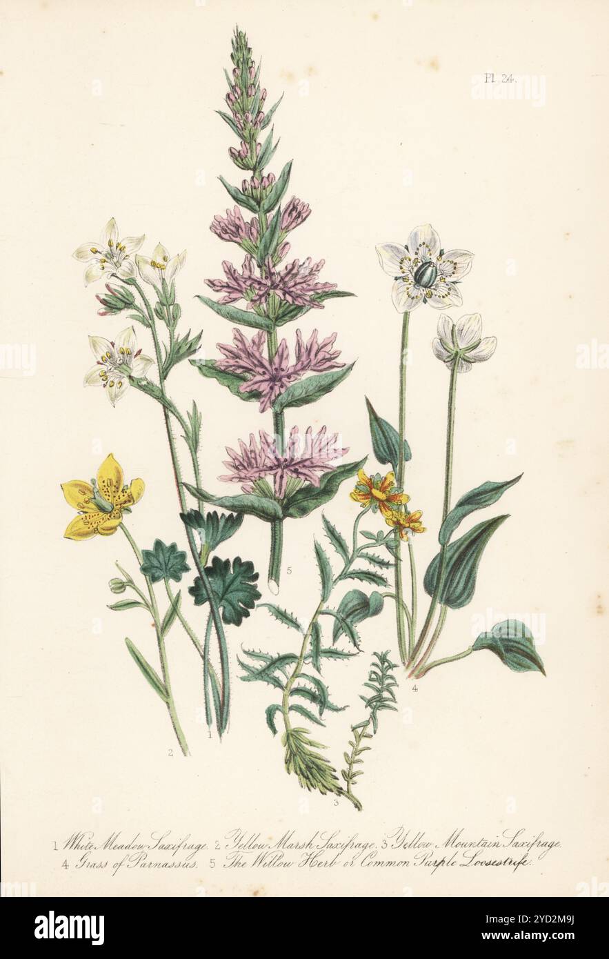 Sassifrage di prato bianco, Saxifraga granulata, sassifrage di palude giallo, Saxifraga hirculus, sassifrage di montagna giallo, Saxifraga aizoides, erba di Parnaso, Parnassia palustris, erba salice o losestrife viola, Lythrum salicaria. Litografia colorata a mano di Henry Noel Humphreys dopo un'illustrazione botanica di Jane Loudon dal suo libro British Wild Flowers, William Smith, Londra, 1846. Foto Stock