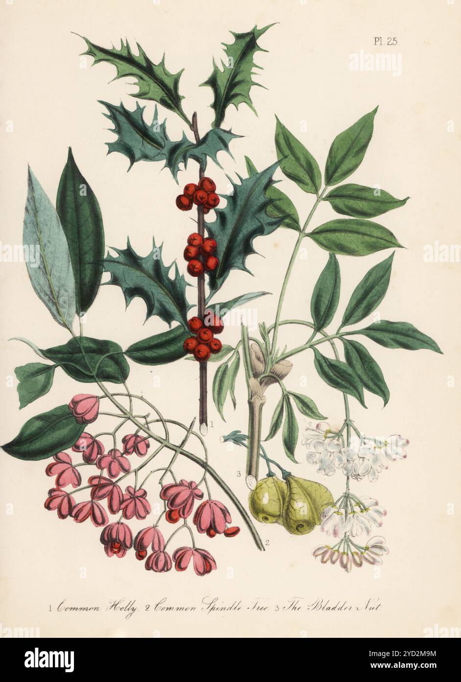 agrifoglio comune, Ilex aquifolium, albero di mandrino comune o legno d'asino, Euonymus europaeus e bladdernut, Staphylea pinnata. Litografia colorata a mano di Henry Noel Humphreys dopo un'illustrazione botanica di Jane Loudon dal suo libro British Wild Flowers, William Smith, Londra, 1846. Foto Stock