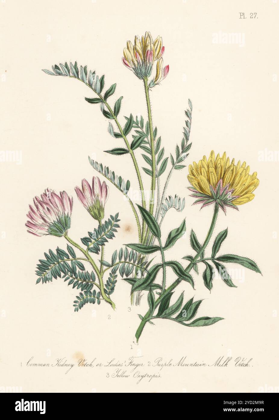 Rapinetto comune o gitero da donna, Anthyllis vulneraria, vetca del latte di montagna viola, Astragalus hypoglottis, e oxytropis giallo, Oxytropis campestris. Litografia colorata a mano di Henry Noel Humphreys dopo un'illustrazione botanica di Jane Loudon dal suo libro British Wild Flowers, William Smith, Londra, 1846. Foto Stock